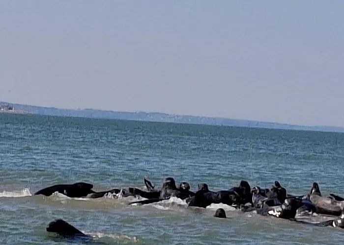 아파트 La Marine *